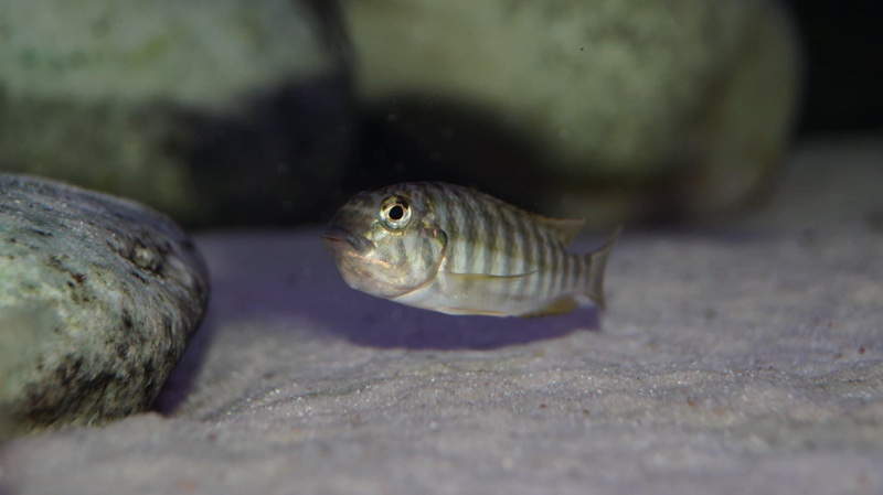 Simochromis diagramma 'Isanga Bay'
